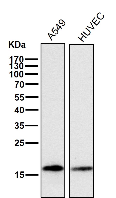 1 - Anti-Cofilin Rabbit Monoclonal Antibody ABO16072