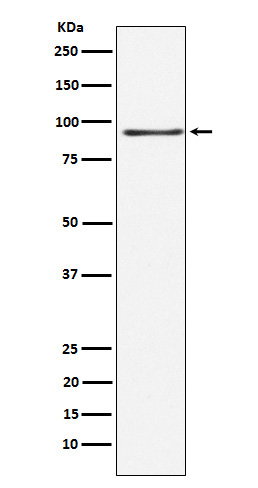 1 - Anti-RANBP3 Rabbit Monoclonal Antibody ABO16073