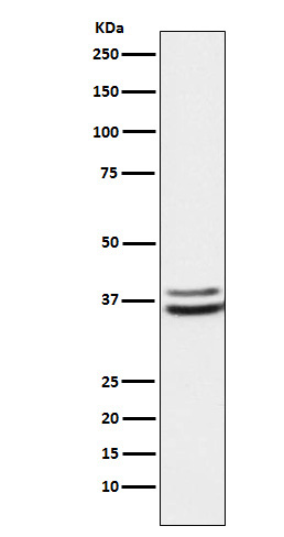 1 - Anti-PIM2 Rabbit Monoclonal Antibody ABO16074