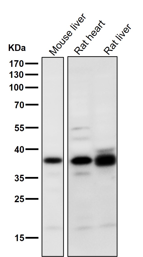 1 - Anti-PIM2 Rabbit Monoclonal Antibody ABO16074