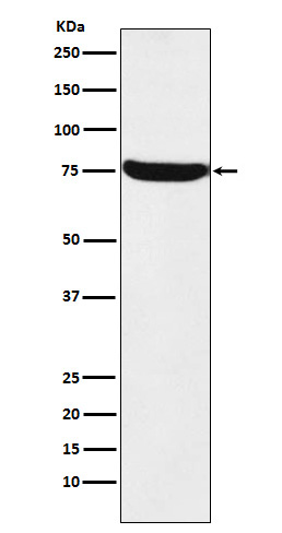 1 - Anti-HTF9C Rabbit Monoclonal Antibody ABO16075