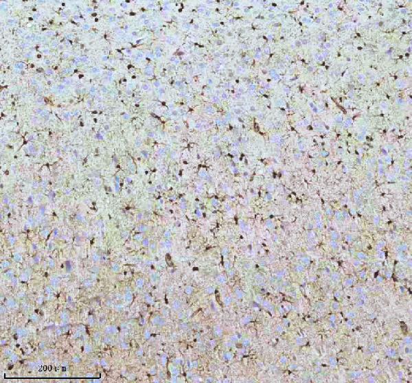 2 - Anti-QK1 Rabbit Monoclonal Antibody ABO16077