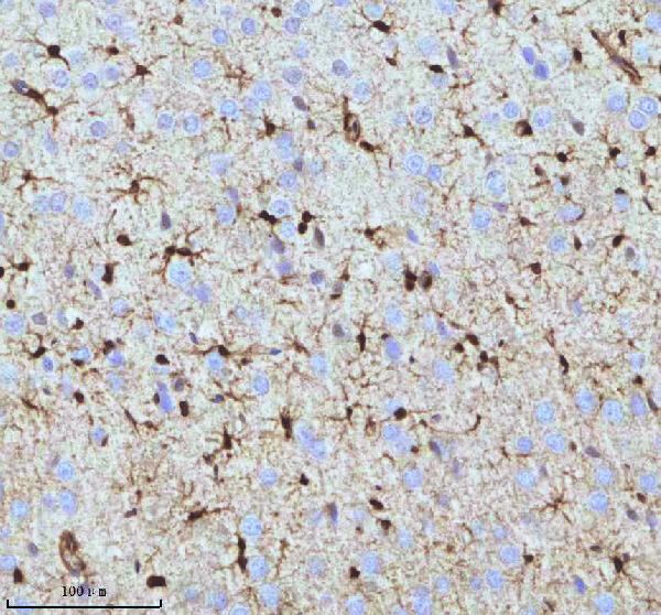2 - Anti-QK1 Rabbit Monoclonal Antibody ABO16077