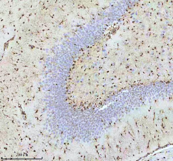 2 - Anti-QK1 Rabbit Monoclonal Antibody ABO16077