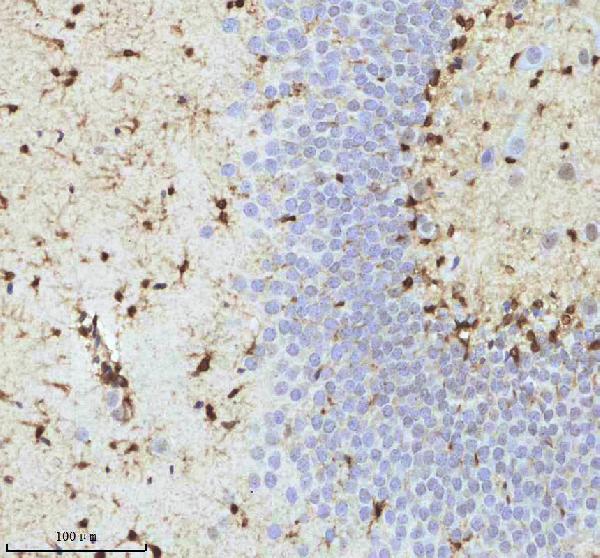 2 - Anti-QK1 Rabbit Monoclonal Antibody ABO16077