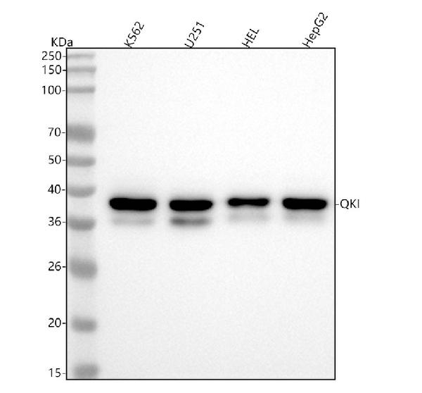 1 - Anti-QK1 Rabbit Monoclonal Antibody ABO16077
