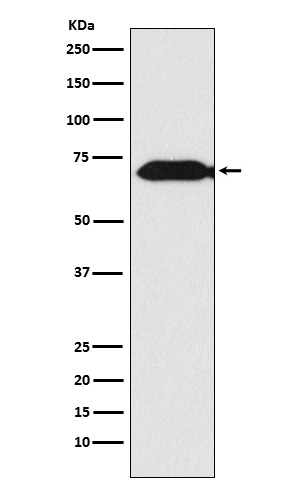 1 - Anti-Themis Rabbit Monoclonal Antibody ABO16079