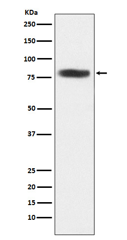 1 - Anti-CARS Rabbit Monoclonal Antibody ABO16081