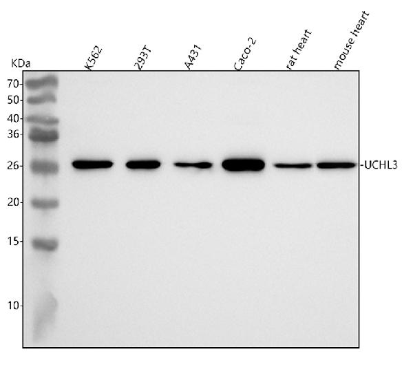 1 - Anti-UCHL3 Rabbit Monoclonal Antibody ABO16086