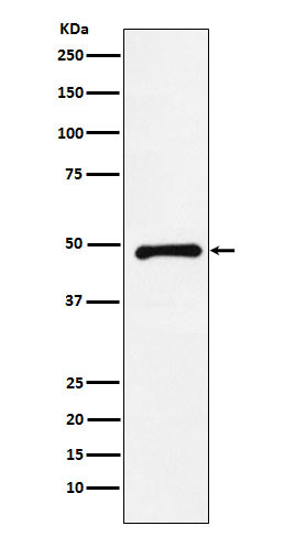 1 - Anti-CTBP2 Rabbit Monoclonal Antibody ABO16087