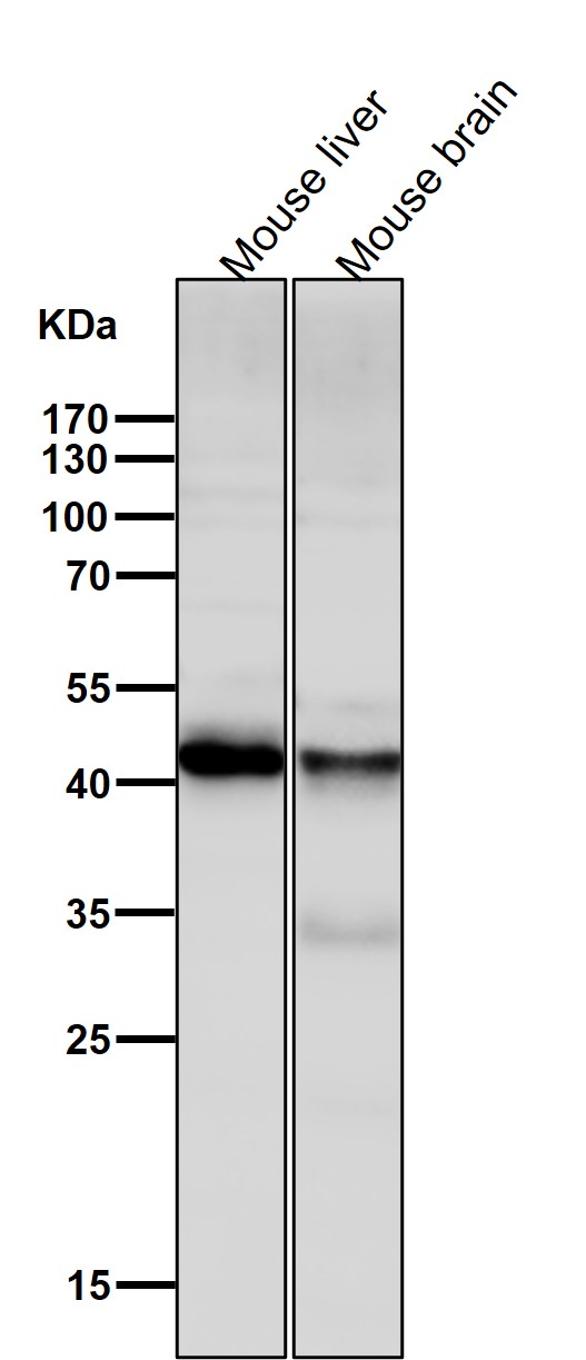1 - Anti-ALKBH1 Rabbit Monoclonal Antibody ABO16089