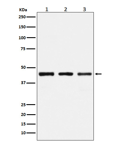 1 - Anti-PGD Rabbit Monoclonal Antibody ABO16094