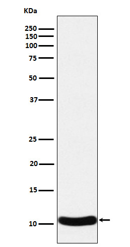 1 - Anti-CCL27 Rabbit Monoclonal Antibody ABO16097