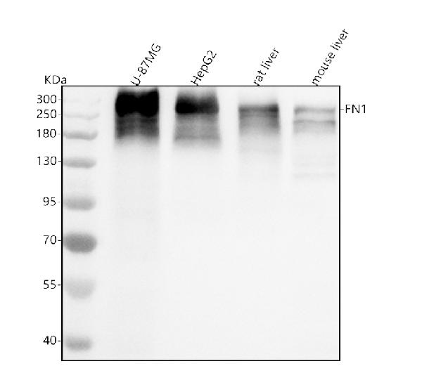 1 - Anti-Fibronectin Rabbit Monoclonal Antibody ABO16099