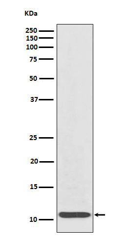 1 - Anti-IL8 Rabbit Monoclonal Antibody ABO16100