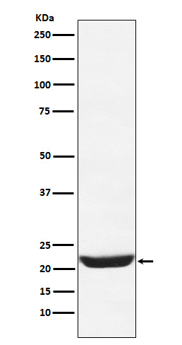 1 - Anti-NCS1 Rabbit Monoclonal Antibody ABO16101