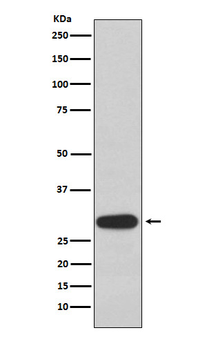 1 - Anti-Olig3 Rabbit Monoclonal Antibody ABO16102