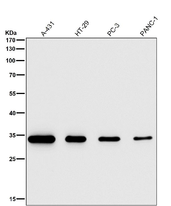 1 - Anti-NUDT5 Rabbit Monoclonal Antibody ABO16103