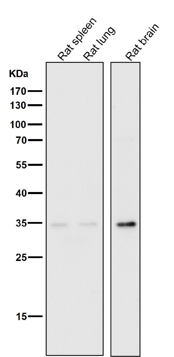 1 - Anti-NUDT5 Rabbit Monoclonal Antibody ABO16103