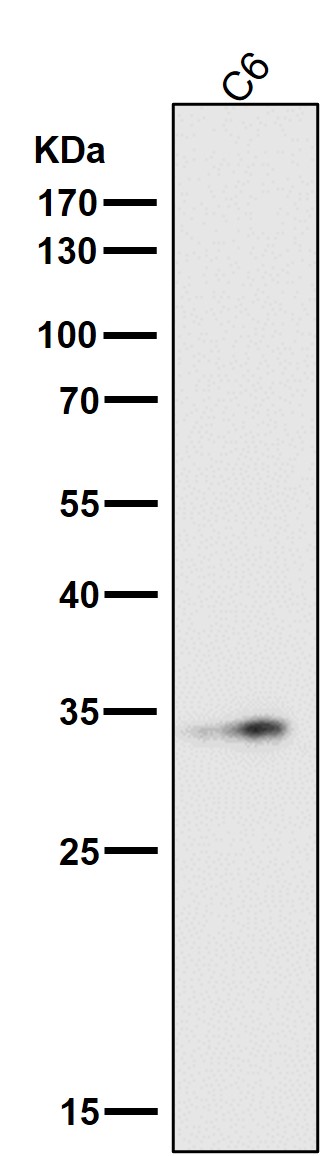 1 - Anti-NUDT5 Rabbit Monoclonal Antibody ABO16103