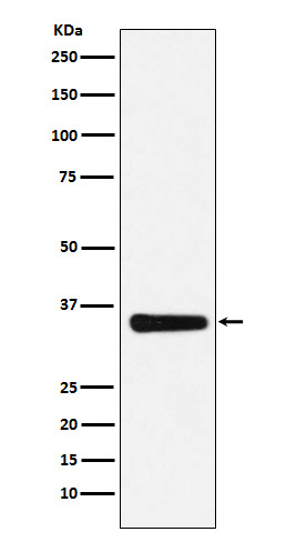 1 - Anti-MED4 Rabbit Monoclonal Antibody ABO16106