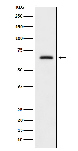 1 - Anti-CRMP3 Rabbit Monoclonal Antibody ABO16108