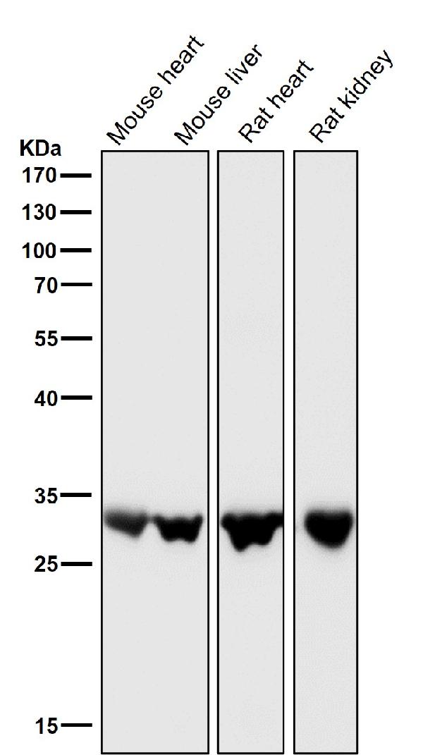 1 - Anti-UPP1 Rabbit Monoclonal Antibody ABO16109