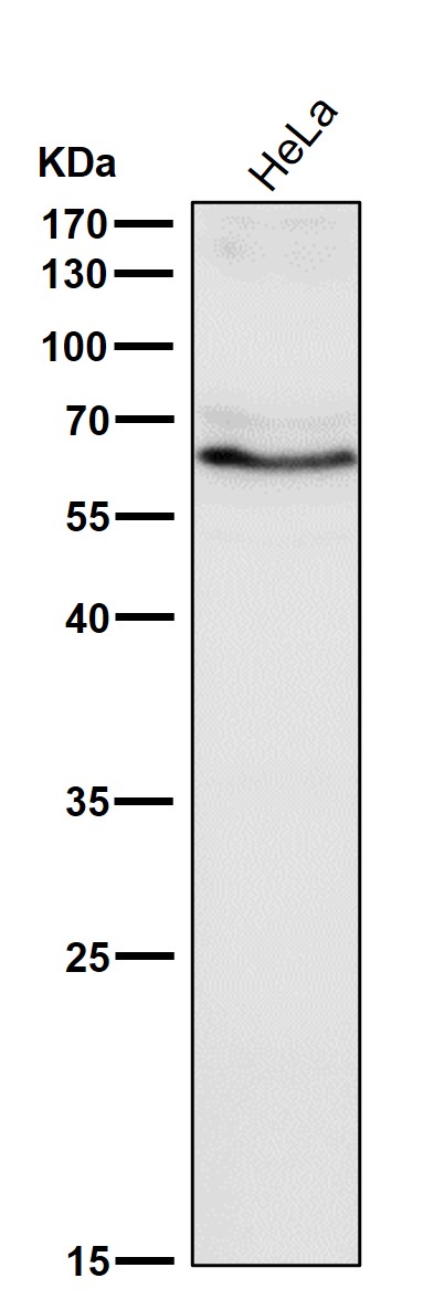 1 - Anti-SUOX Rabbit Monoclonal Antibody ABO16113