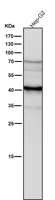 1 - Anti-Erlin-2 Rabbit Monoclonal Antibody ABO16117
