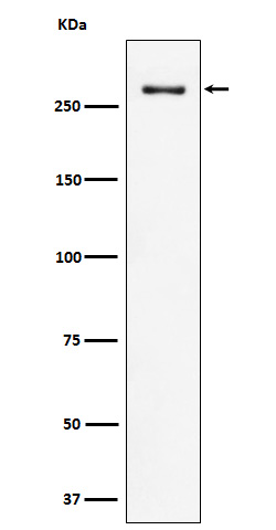 1 - Anti-CHD3 Rabbit Monoclonal Antibody ABO16119