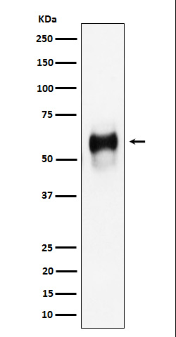 1 - Anti-CD58 Rabbit Monoclonal Antibody ABO16120