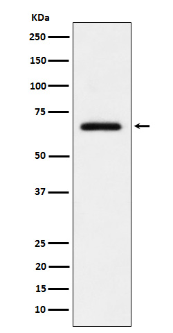 1 - Anti-USP39 Rabbit Monoclonal Antibody ABO16122