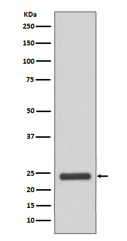 1 - Anti-MRRF Rabbit Monoclonal Antibody ABO16123