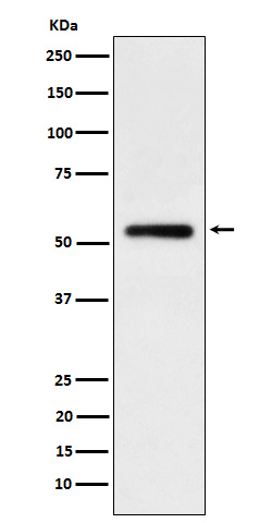 1 - Anti-Human IgG1 Rabbit Monoclonal Antibody ABO16124