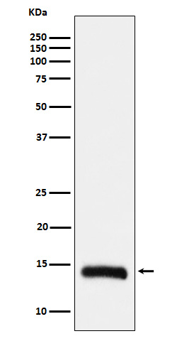 1 - Anti-Histone H2B (formyl K108) Rabbit Monoclonal Antibody ABO16126