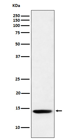 1 - Anti-Histone H2B (formyl K120) Rabbit Monoclonal Antibody ABO16127
