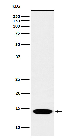 1 - Anti-Histone H2B (mono methyl K116) Rabbit Monoclonal Antibody ABO16128