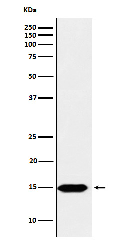 1 - Anti-Histone H3 (formyl K122) Rabbit Monoclonal Antibody ABO16129