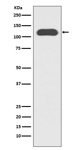 1 - Anti-CD133 Rabbit Monoclonal Antibody ABO16130