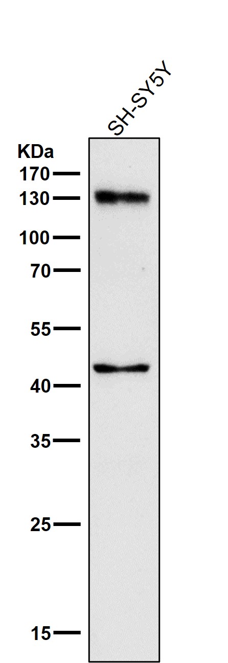 1 - Anti-CD133 Rabbit Monoclonal Antibody ABO16130