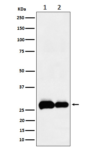 1 - Anti-PHD3 Rabbit Monoclonal Antibody ABO16131