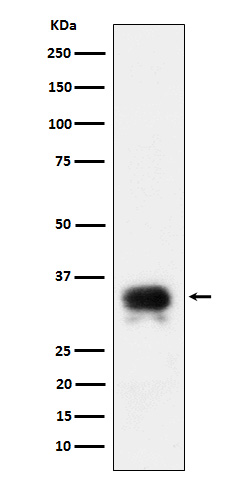 1 - Anti-CD24 Rabbit Monoclonal Antibody ABO16132