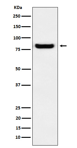 1 - Anti-GLU2B Rabbit Monoclonal Antibody ABO16136