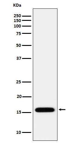 1 - Anti-MGST1 Rabbit Monoclonal Antibody ABO16137