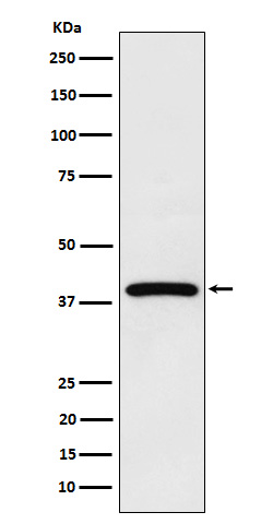 1 - Anti-NCF4 Rabbit Monoclonal Antibody ABO16140