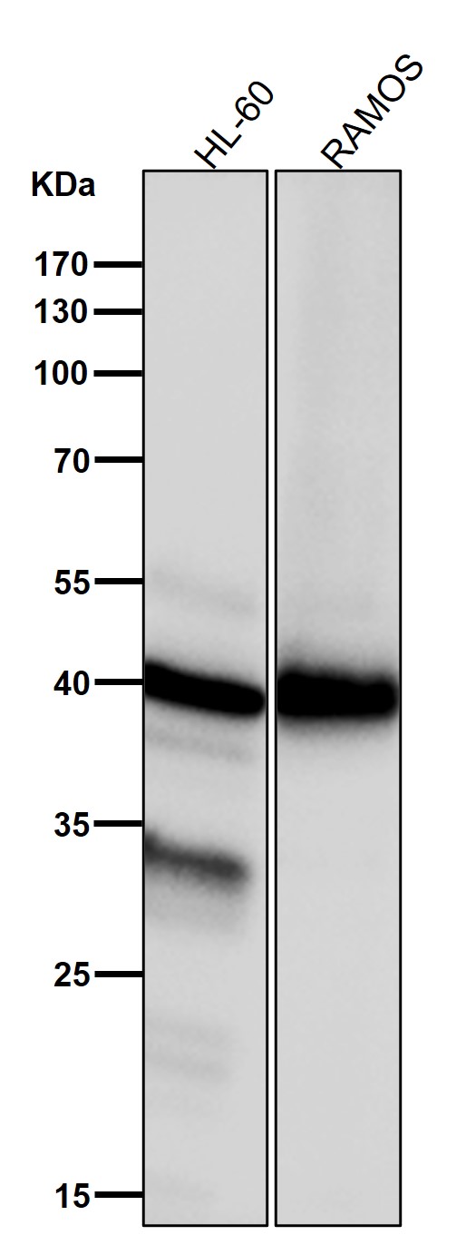 1 - Anti-NCF4 Rabbit Monoclonal Antibody ABO16140