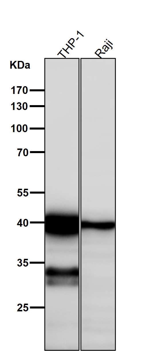 1 - Anti-NCF4 Rabbit Monoclonal Antibody ABO16140