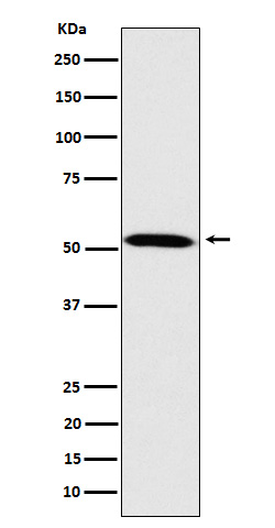 1 - Anti-Fukutin Rabbit Monoclonal Antibody ABO16146