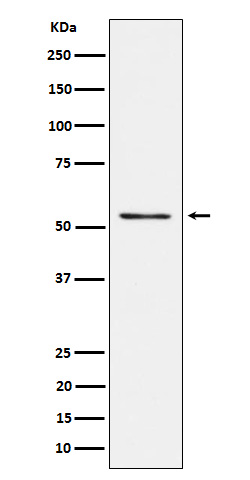 1 - Anti-Prostein Rabbit Monoclonal Antibody ABO16149