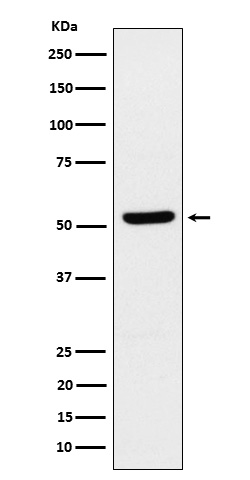 1 - Anti-ZNF259 Rabbit Monoclonal Antibody ABO16150